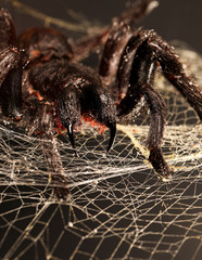Wall Mural - big hairy tarantula with fangs hanging on spider web
