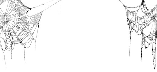 Wall Mural - real creepy spider webs hanging on white banner