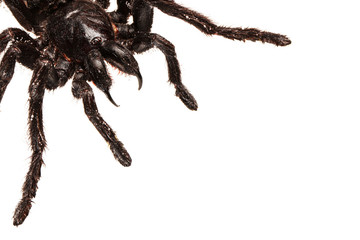 Wall Mural - creepy hairy tarantula with large fangs isolated on white