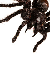 Wall Mural - creepy hairy tarantula with large fangs isolated on white