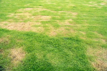 pests and disease cause amount of damage to green lawns, lawn in bad condition and need maintaining