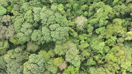 Wall Mural - Aerial footage of rain forest jungle in Indonesia 