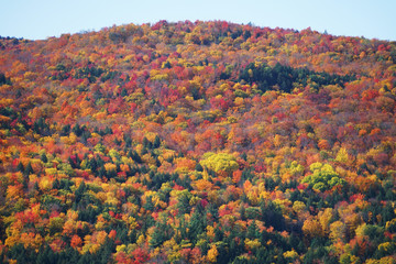 Poster - autumn mountain forest with colorful trees