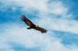 Andean Condor (Vultur Gryphus) in flight, Andes mountain range, Colca Canyon, Arequipa, Peru.