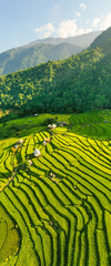 Wall Mural - Aerial view morning scene of Pa Bong Piang terraced rice fields, Mae Chaem, Chiang Mai Thailand