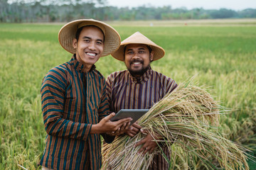 Wall Mural - asian farmer using tablet pc for harvesting paddy rice in the field