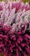 Beautiful Red And Pink Heather Blossoms Closeup. Autumn Flowers Heather Background.