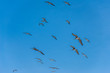 Pelicans in the sky on the Ballestas Islands (National Reserve Paracas, Peru)