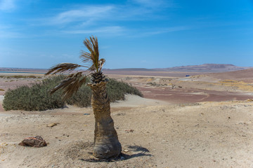 Wall Mural - Little palm in National Reserve Paracas (Peru)