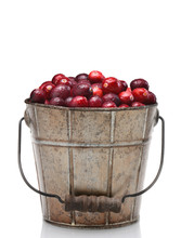 A Bucket Of Fresh Picked Cranberries, Isolated On White.