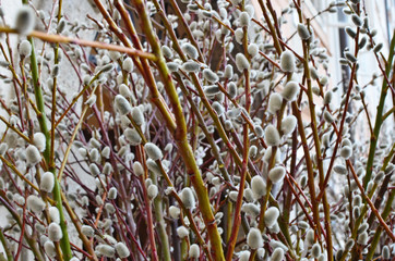 Wall Mural - spring april twigs with flowering buds wild willow tree blossom near city homes background