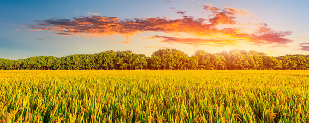 Canvas Print - Yellow paddy field and beautiful sky at sunset