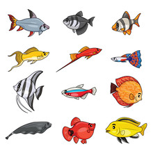 Illustration Cartoon Of Cute Freshwater Aquarium Fishes.