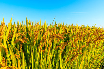 Ripe rice and beautiful sky in daylight