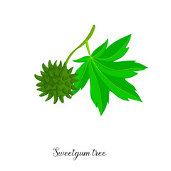 vector drawing branch of sweetgum tree