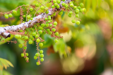 Wall Mural - Star gooseberry. Phyllanthus acidus, known as the Otaheite gooseberry, country gooseberry