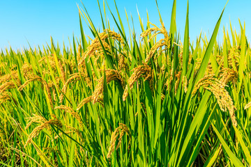 Ripe rice and beautiful sky in daylight