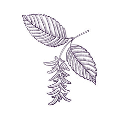 vector drawing branch of hornbeam tree