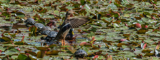 Wall Mural - Duck spread its wings in lake with lilies