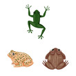 Isolated object of frog and anuran symbol. Set of frog and animal stock symbol for web.