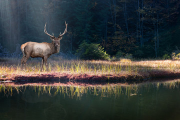 Sticker - Beautiful deer stands on the shore of an autumn forest lake