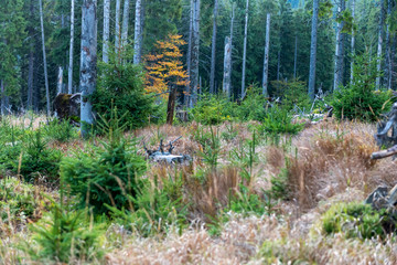 Sticker - Pine forest in autumn with dry grass