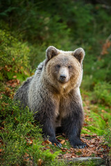 Canvas Print - Brown bear in autumn forest