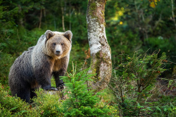 brown bear in autumn forest