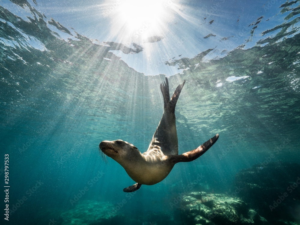Beautiful shot of a California sea lion seal enjoying the rays of the sun in Baja California - obrazy, fototapety, plakaty 