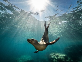 Canvas Print - Beautiful shot of a California sea lion seal enjoying the rays of the sun in Baja California