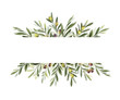 Watercolor vector banner of olive branches and leaves.