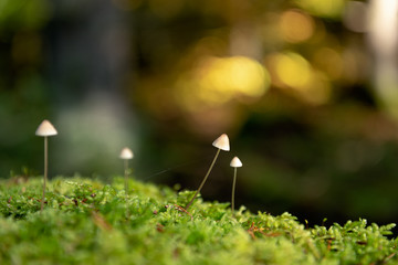 Canvas Print - Champignons en automne