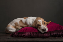Sleeping Basset Hound Puppy On A Red Pillow In A Still Life Ambiance