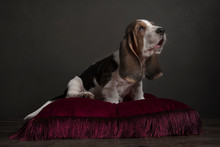 Basset Hound Puppy Sitting On A Red Pillow In A Still Life Ambiance