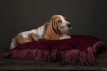 Basset Hound Puppy Lying On A Red Pillow In A Still Life Ambiance