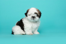 Shih Tzu Puppy Sitting On A Blue Background