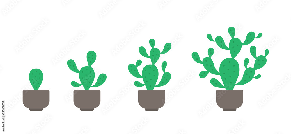 monkey tail succulent Cleistocactus winteri subsp. colademononis