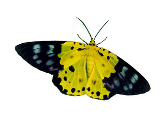 Yellow butterfly in white background