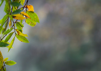 Wall Mural - Autumn leaves background with blur