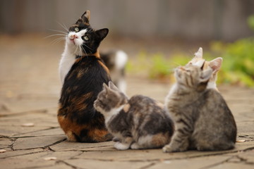 Maneki neko tricolor cat and her small kittens relax outdoor.