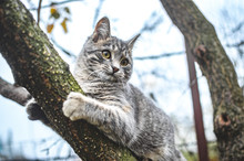 Gray Kitten Climbed A Dry Tree And Clings To It