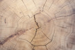 Leinwandbild Motiv Old cut wood texture