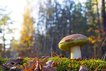 Big Mushroom In Morning Sunny Forest