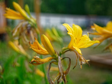 Yellow Daylily In Summer In The Garden, Russia.
