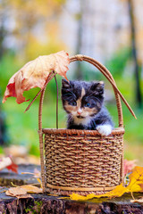 Wall Mural - kitten sitting in the basket. kitten on a walk in autumn. pet.