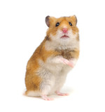 Fototapeta  - Hamster standing on its hind legs isolated on white