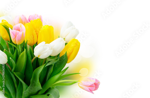 Pink fresh tulips