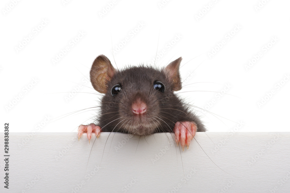 Funny rat isolated on white background. - obrazy, fototapety, plakaty 