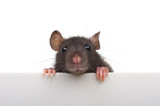Fototapeta Sport - Funny rat isolated on white background.