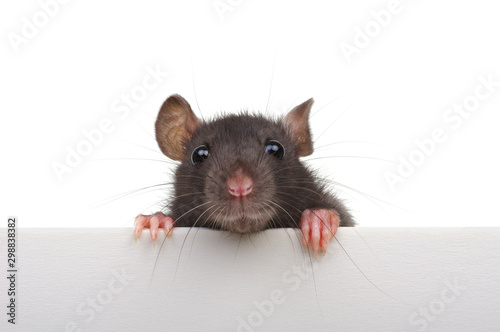 Fotomural Funny rat isolated on white background.
